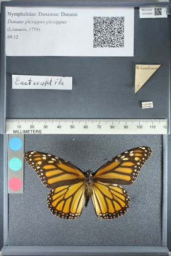 Media type: image;   Entomology 164940